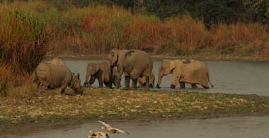 North East Wildlife East India Tour Packages