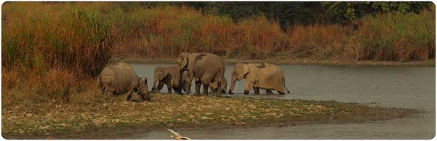 North East wildlife Tour Packages in India